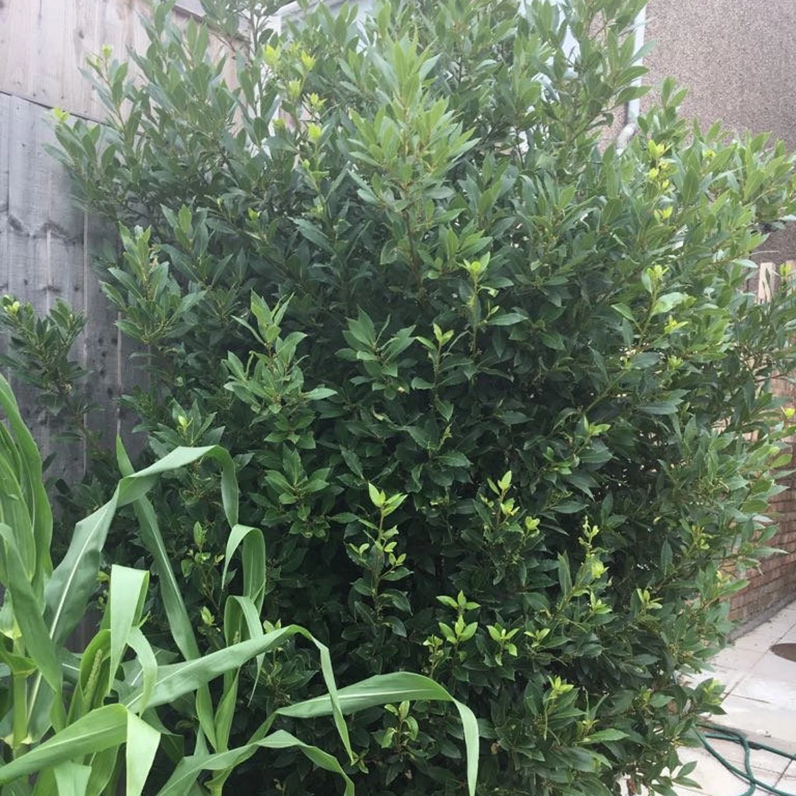 Organic Ground Bay Leaves - Image 5