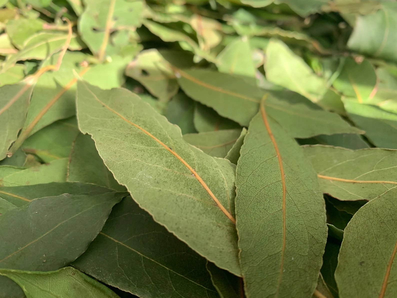 Organic Dry Bay Leaves - Image 3